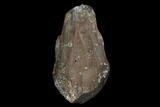 Rooted Ceratopsian Dinosaur Tooth - Judith River Formation #128524-1